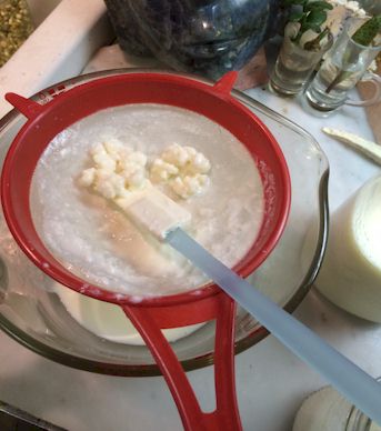 milk kefir grains